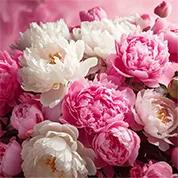 Peonies Season gifts