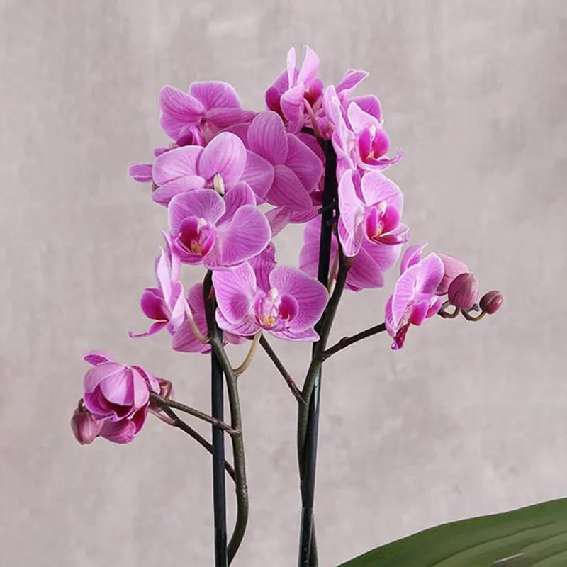 2 Stem Mini Purple Orchid Plant in Vase