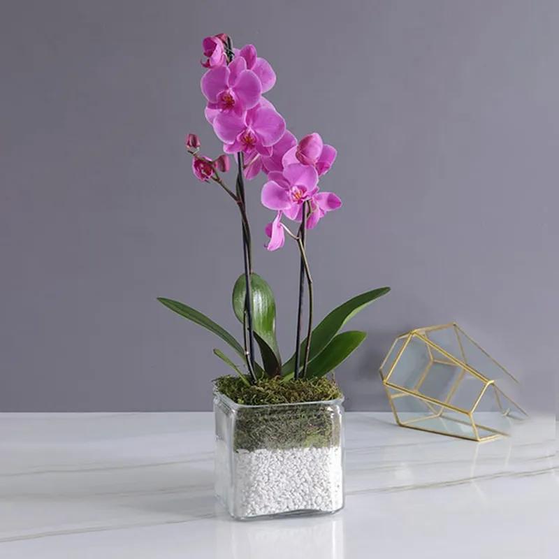 2 Stem Purple Orchid Plant in Vase