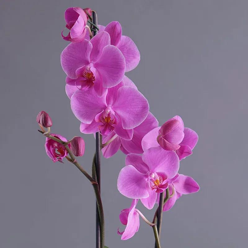 2 Stem Purple Orchid Plant in Vase