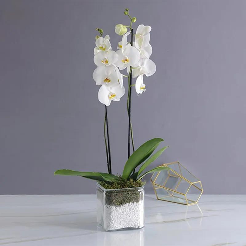 2 Stem White Orchid Plant in Vase