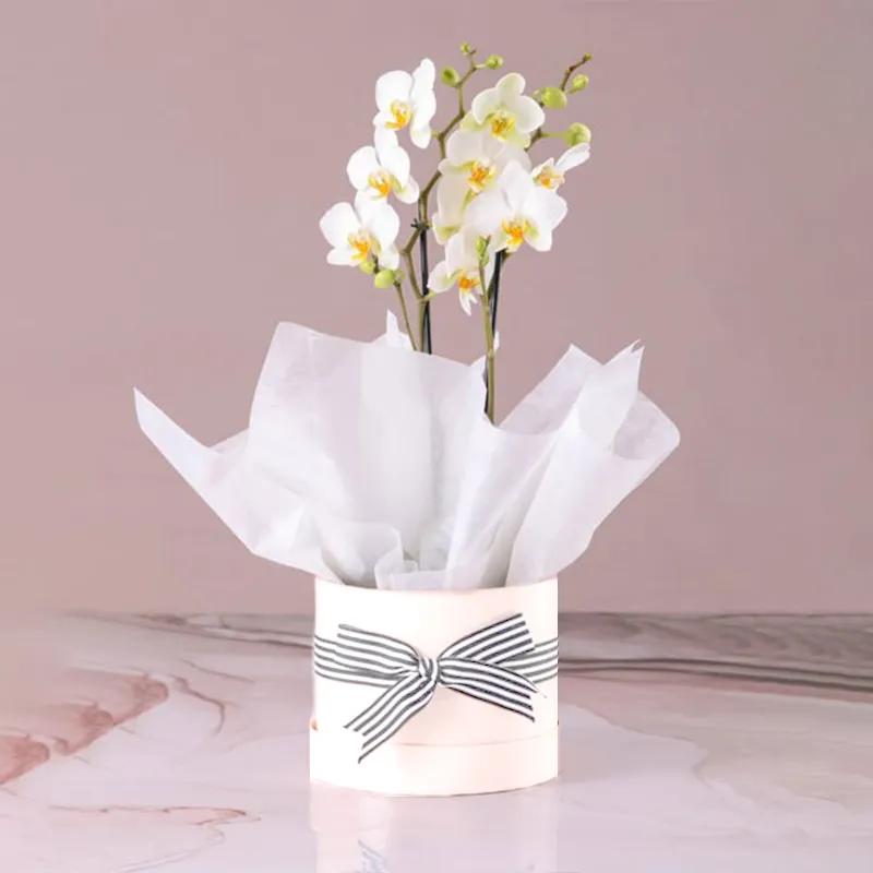 2 Stems White Orchid Plant in White Box
