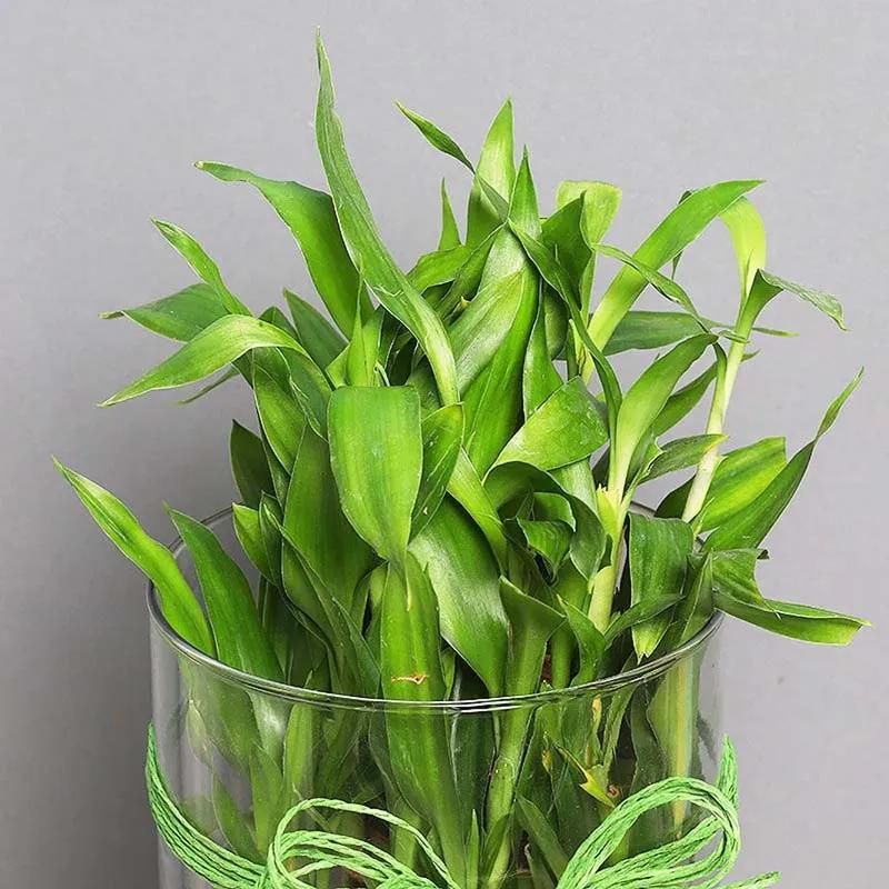3 Layer Lucky Bamboo in Cylinder Vase