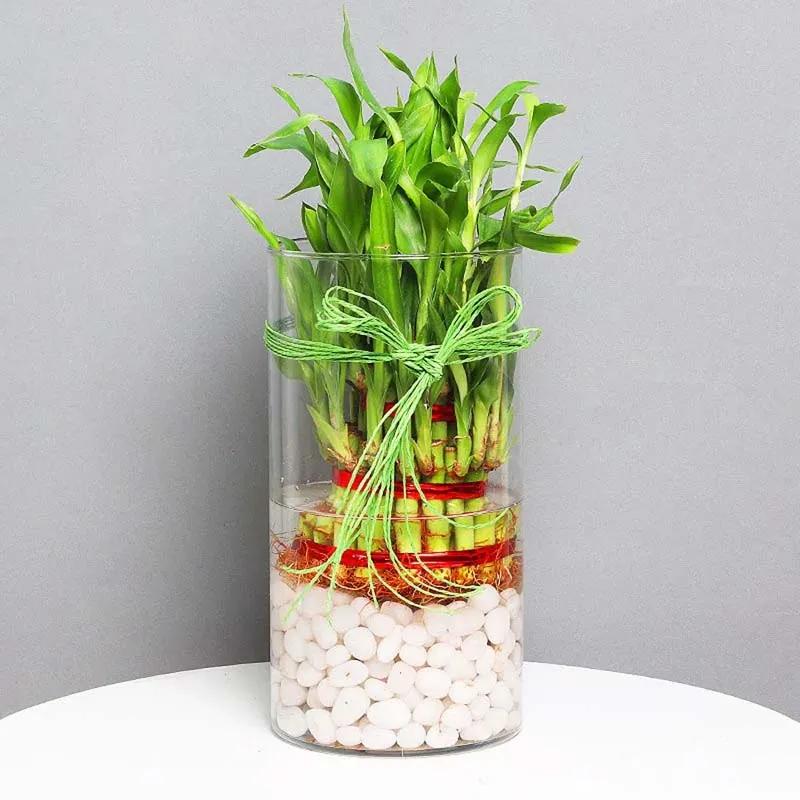 3 Layer Lucky Bamboo in Cylinder Vase