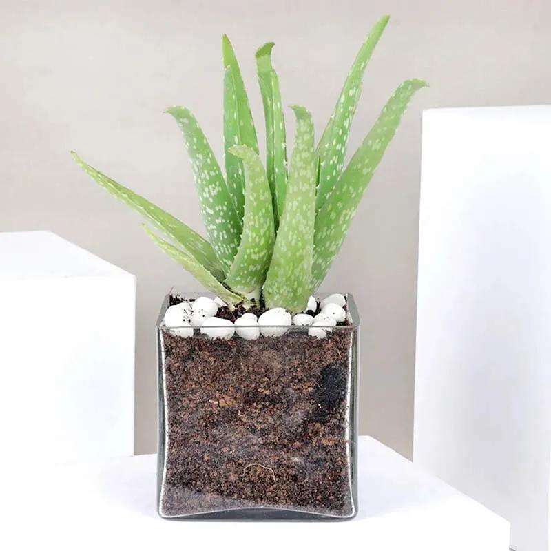 Aloe Vera Plant in Glass Vase