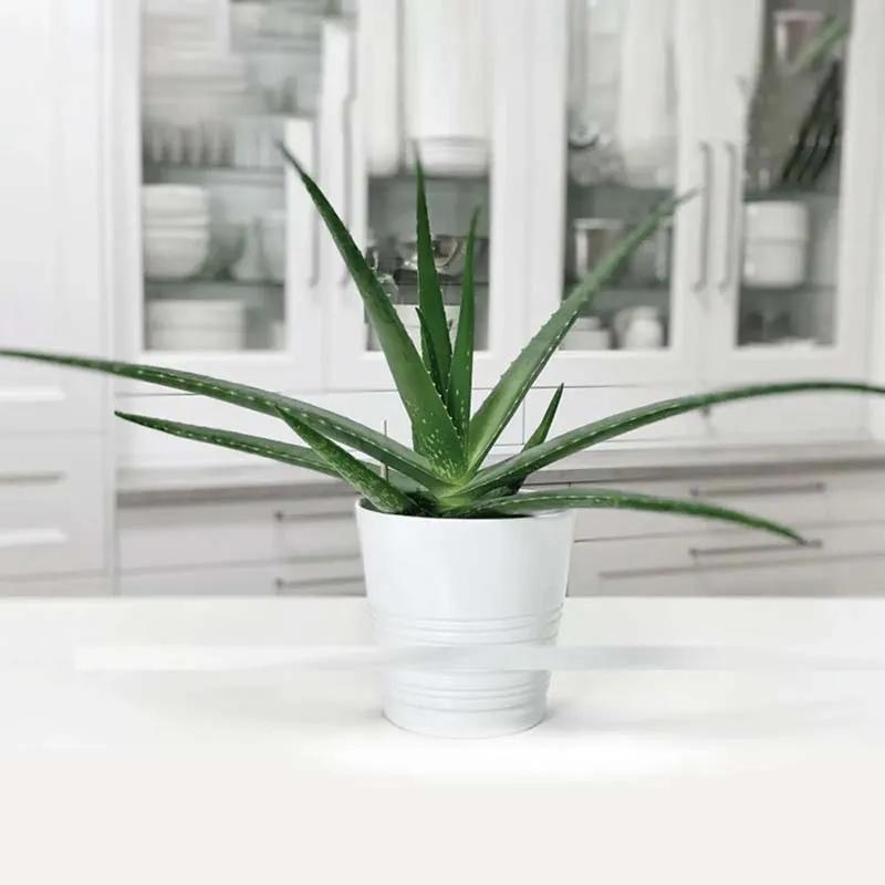 Aloe Vera Plant in White Pot
