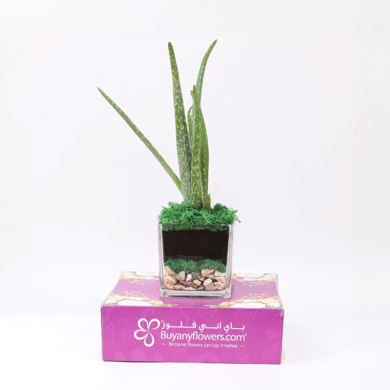 Aloe Vera Plant in Square Glass Vase