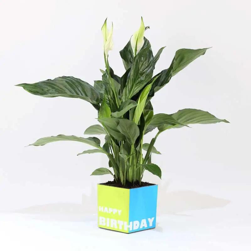 Birthday Peace Lily Plant