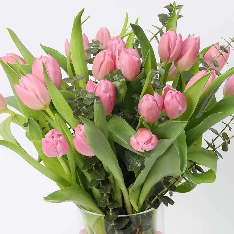 Blush 21 Pink Tulips