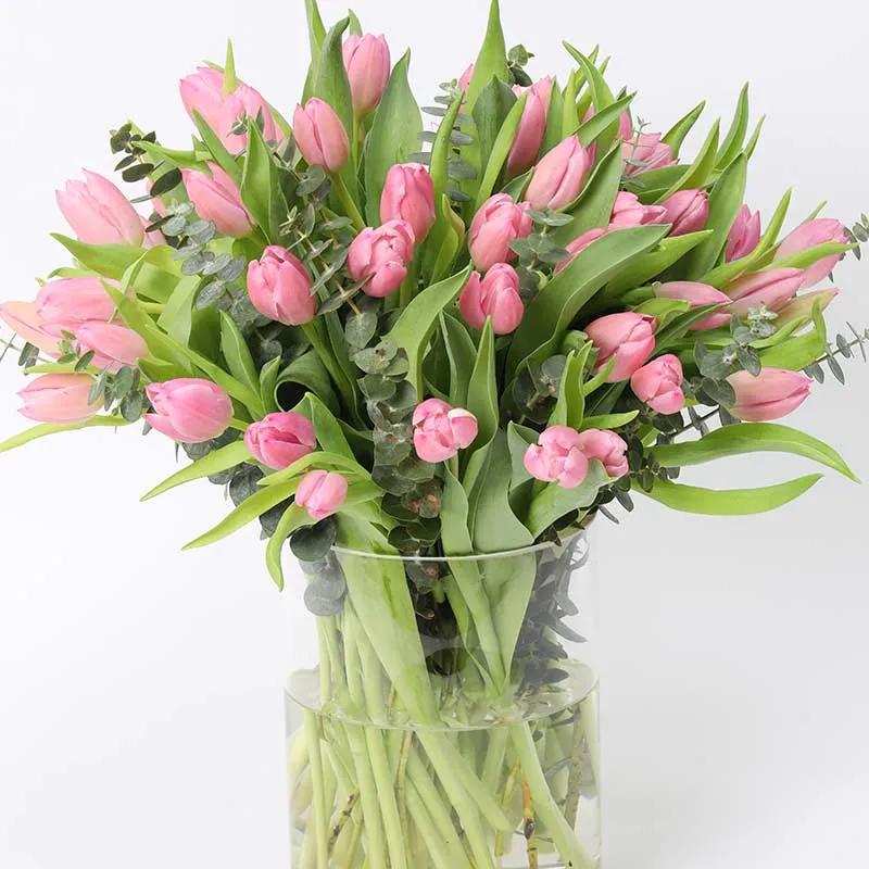 Blush 51 Pink Tulips