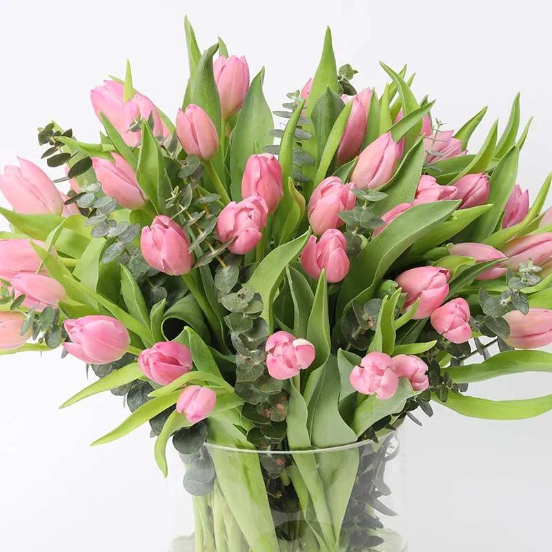 Blush 51 Pink Tulips