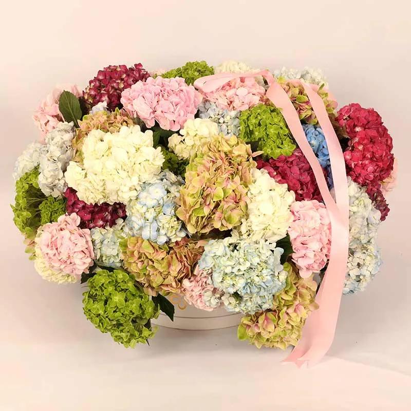 Bonanza 35 Hydrangea in Box
