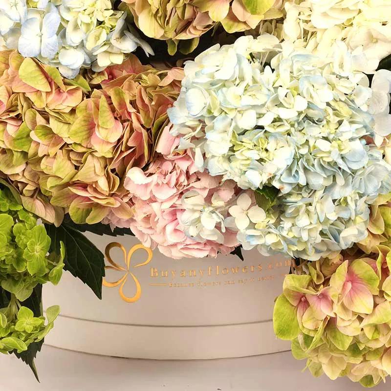 Bonanza 35 Hydrangea in Box