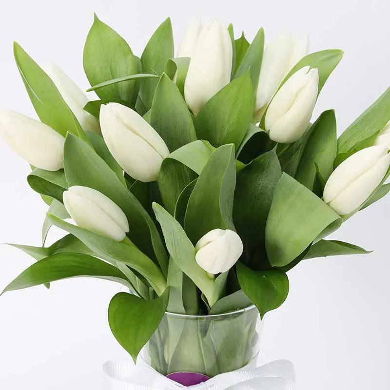 Calm 11 White Tulips