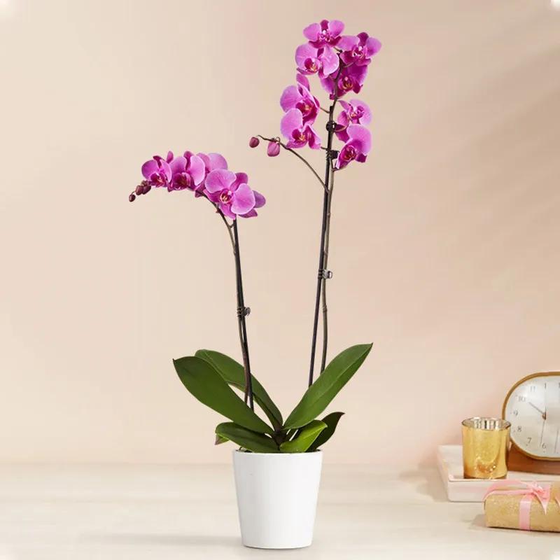 Double Stem Purple Orchid Plant in Pot
