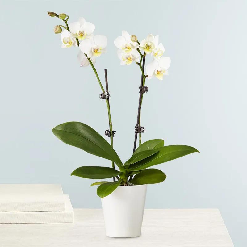 Double Stem White Orchid Plant in Pot