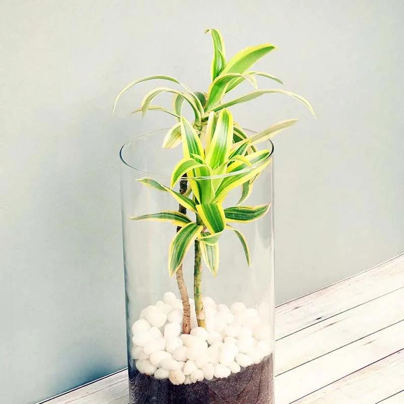 Dracaena Plant in Cylinder Vase