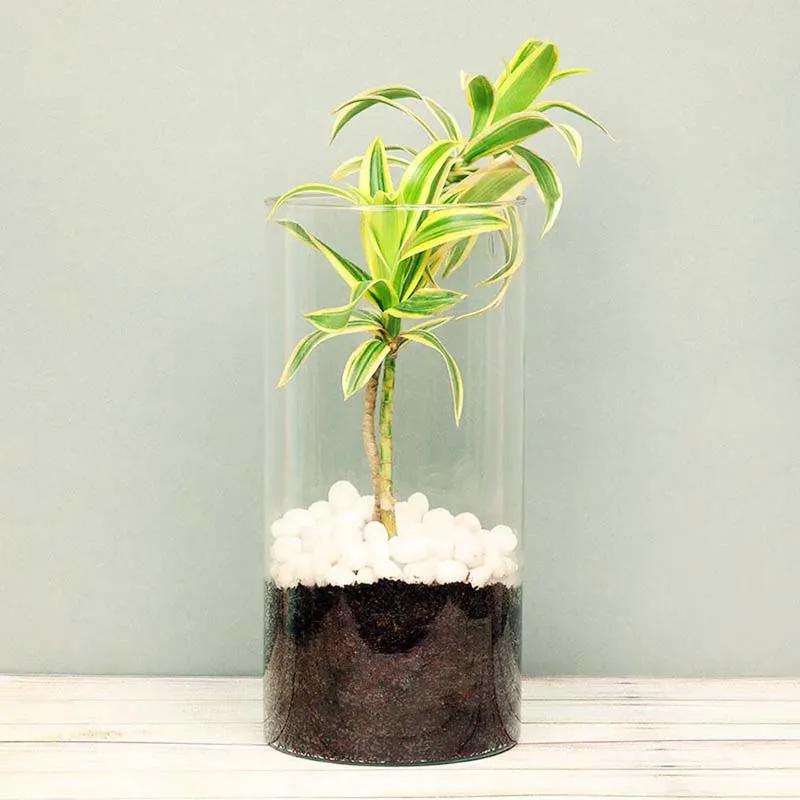 Dracaena Plant in Cylinder Vase