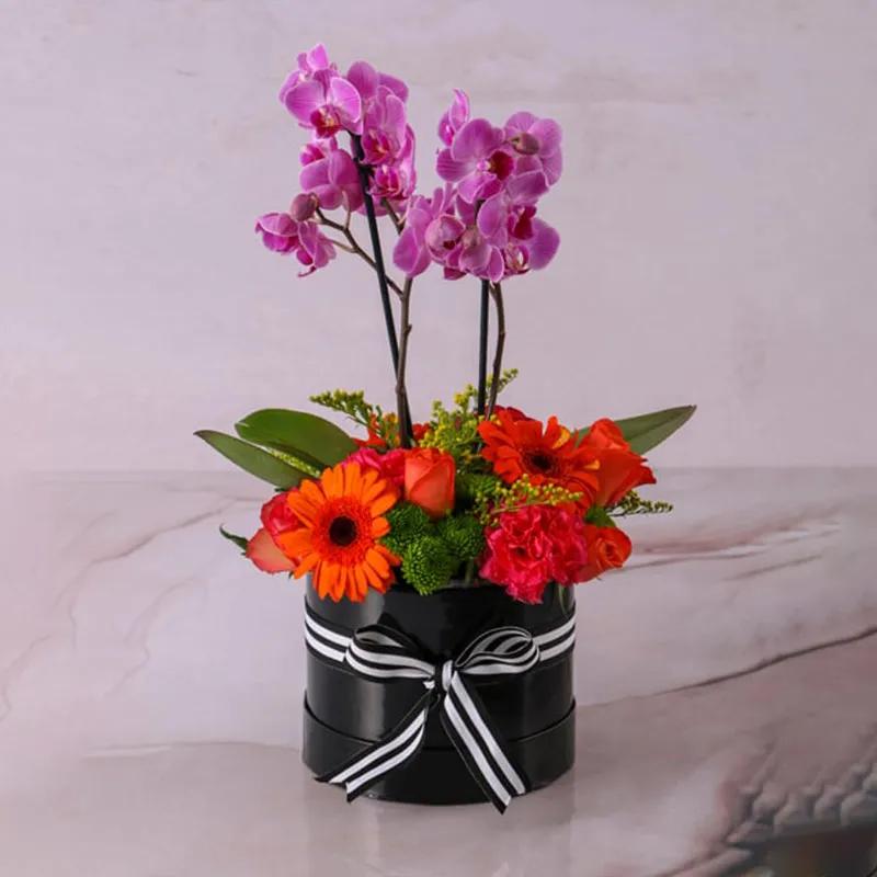 Fantastic Plants and Flowers in Box