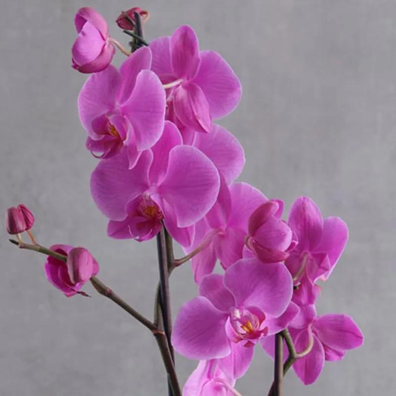 Fantastic Plants and Flowers in Box