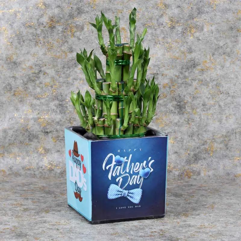 Fathers Day 3 Layer Bamboo Plant