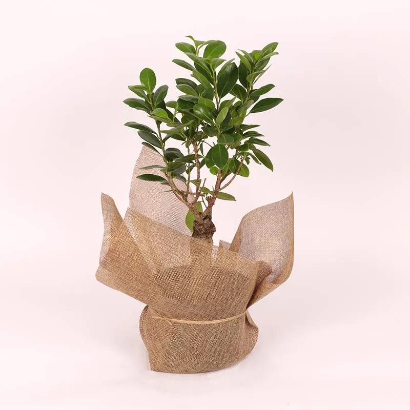Ficus Ginseng Bonsai Plant