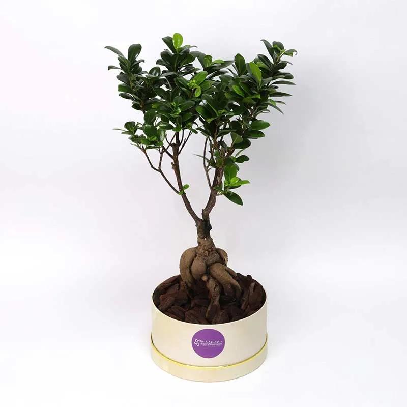 For My Fellow Bonsai Plant in Box