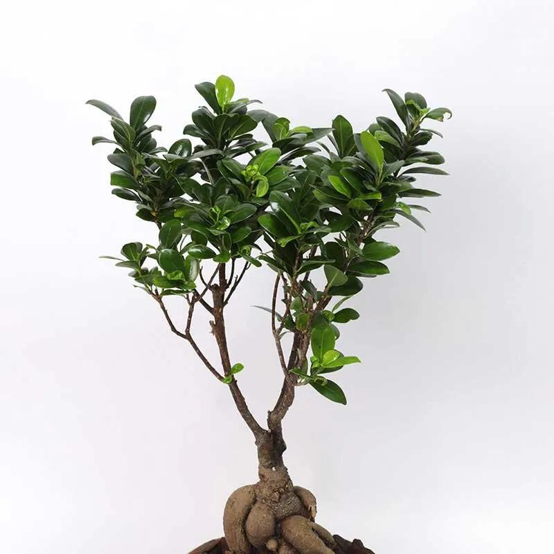 For My Fellow Bonsai Plant in Box