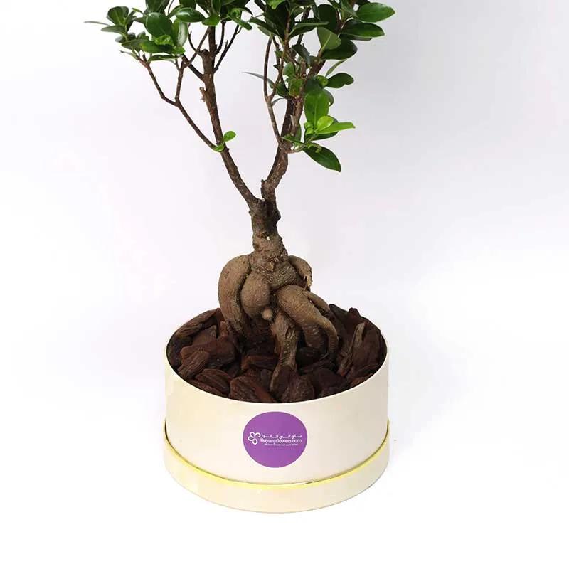 For My Fellow Bonsai Plant in Box