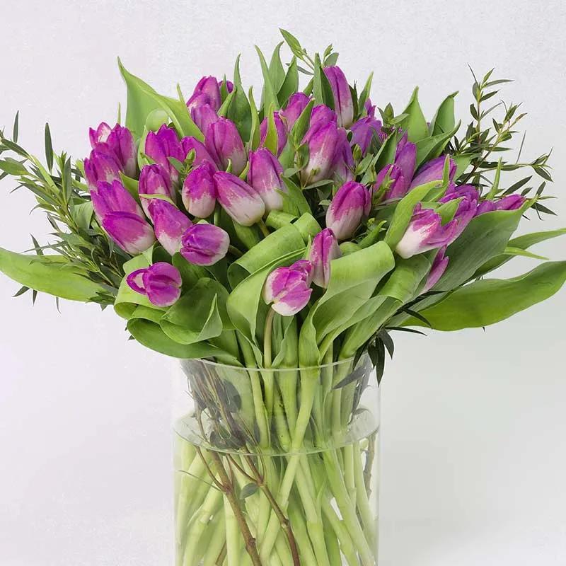 Forest 51 Purple Tulips