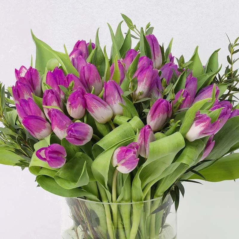 Forest 51 Purple Tulips