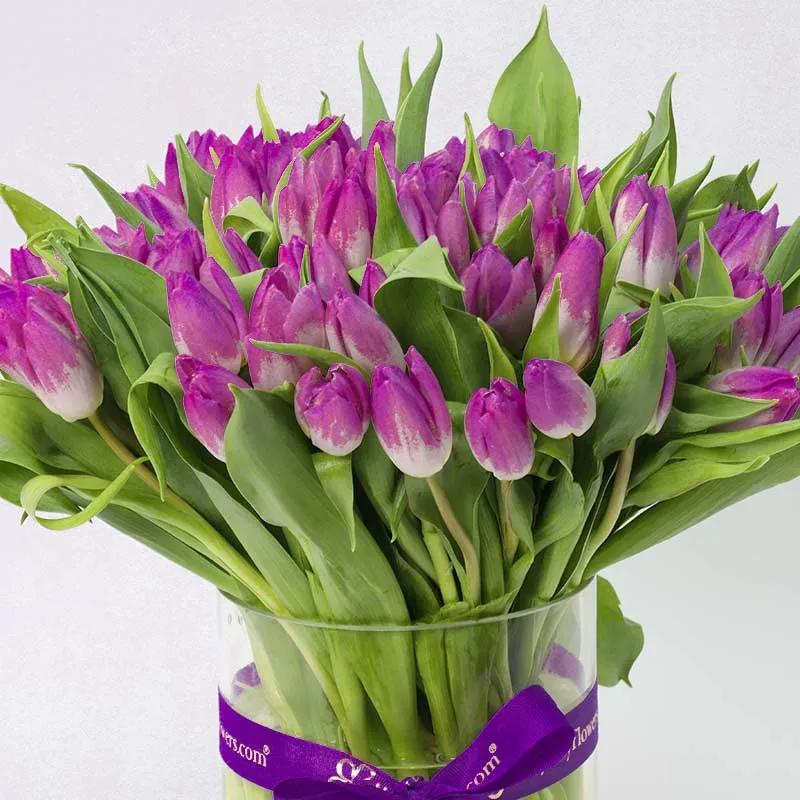 Forest 75 Purple Tulips