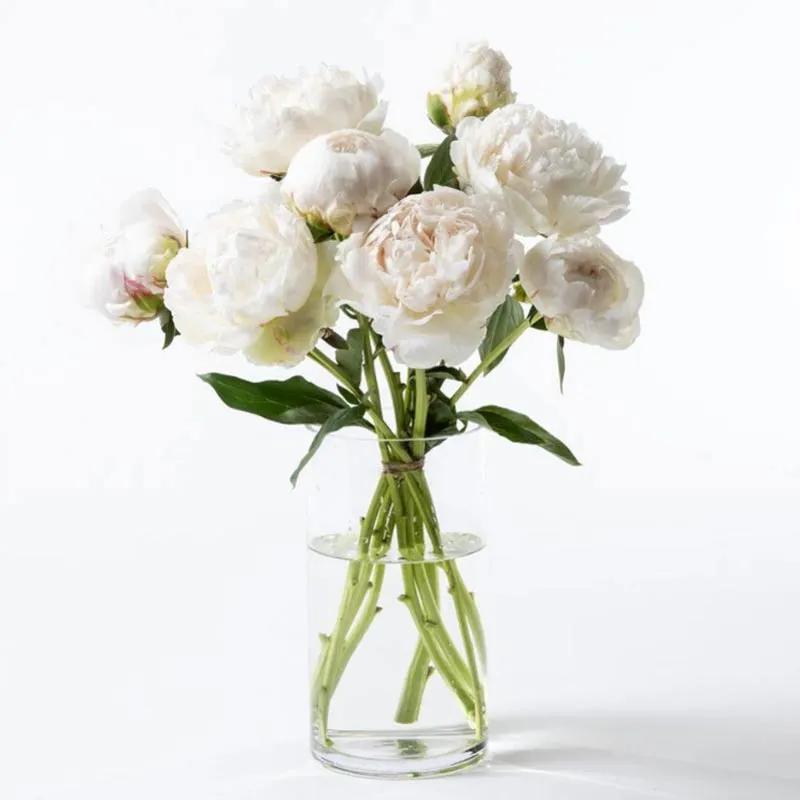 Freeze 9 White Peonies
