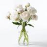 Freeze 9 White Peonies
