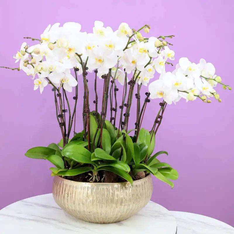 Golden Orchid Elegance