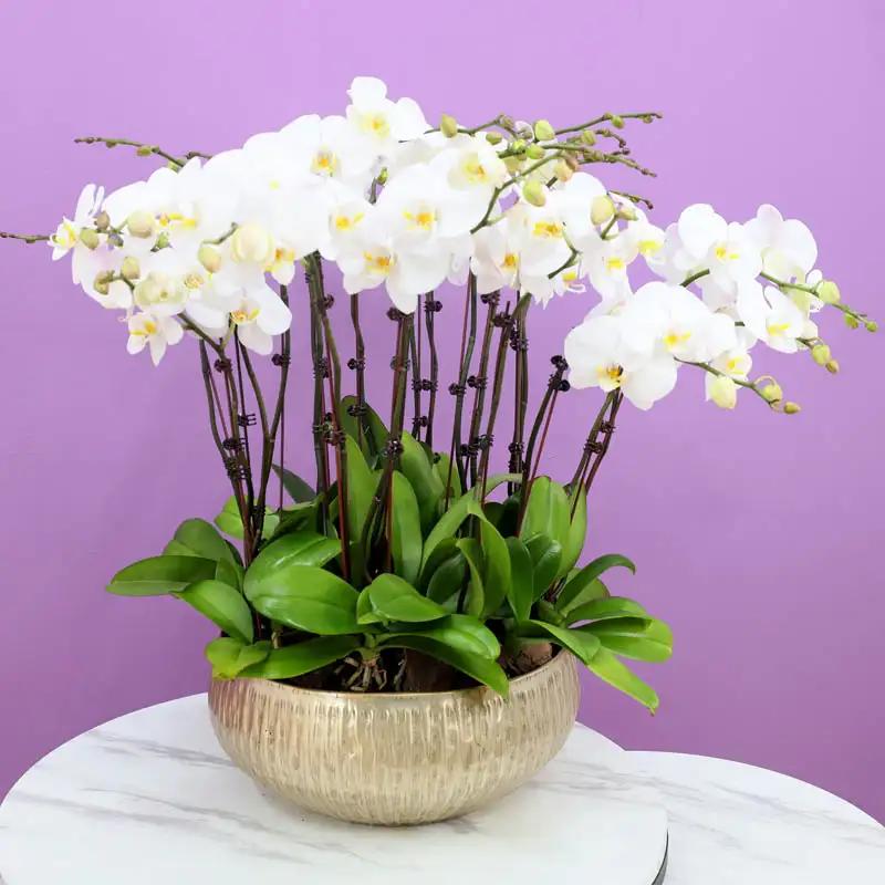 Golden Orchid Elegance