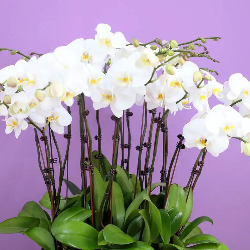 Golden Orchid Elegance