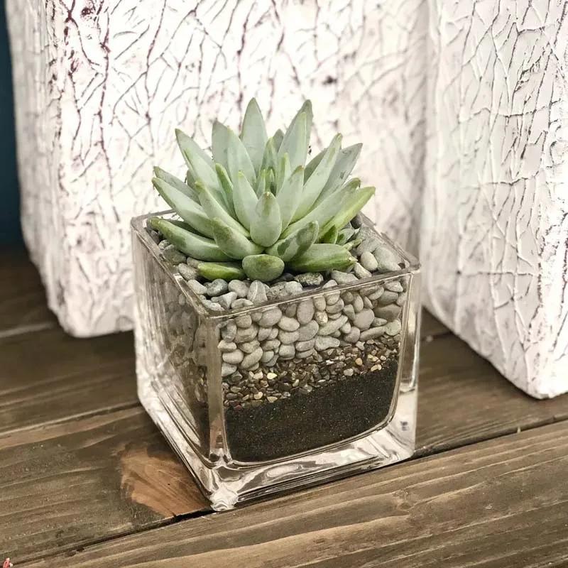 Green Echeveria in Square Vase