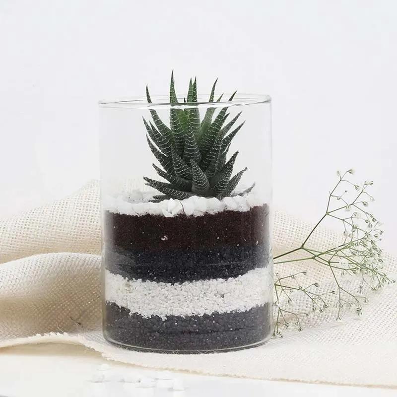 Haworthia Plant in Cylinder Vase