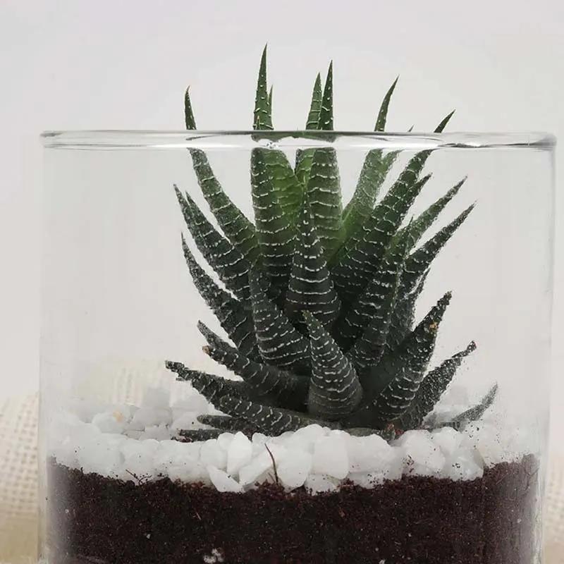 Haworthia Plant in Cylinder Vase