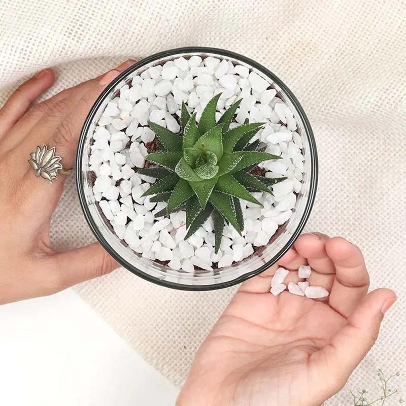 Haworthia Plant in Cylinder Vase