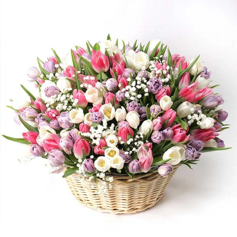 Magnificent 201 Tulips Basket