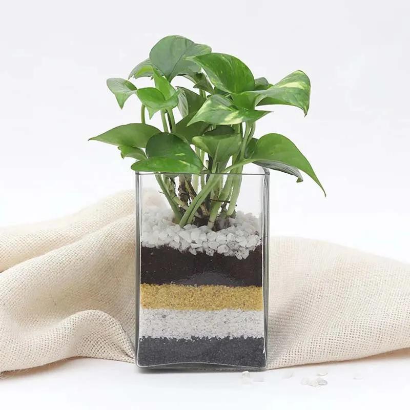 Money Plant in Vase