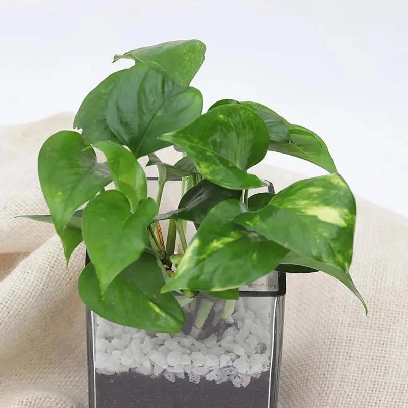 Money Plant in Vase