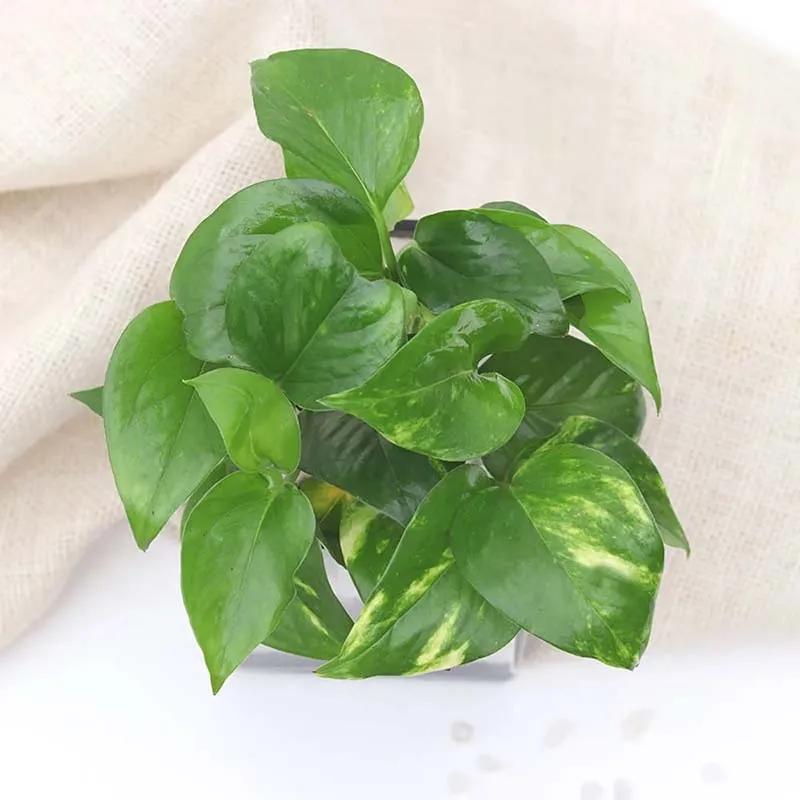 Money Plant in Vase