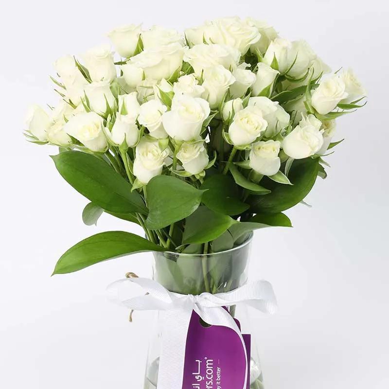 Peace 11 White Baby Roses