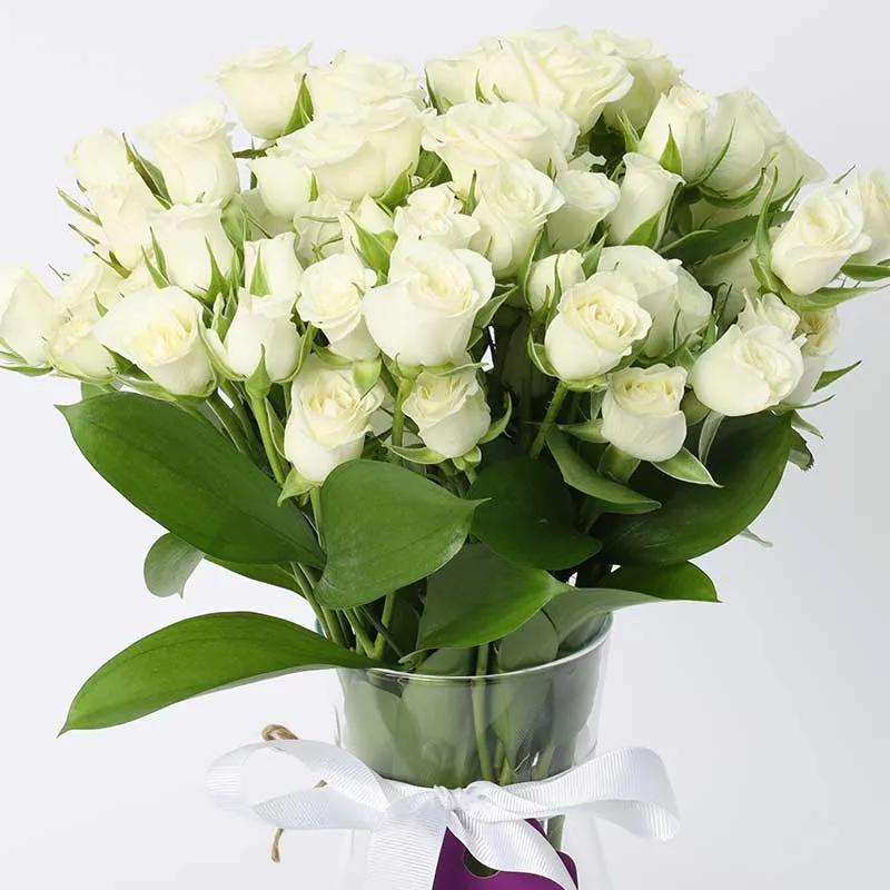 Peace 11 White Baby Roses
