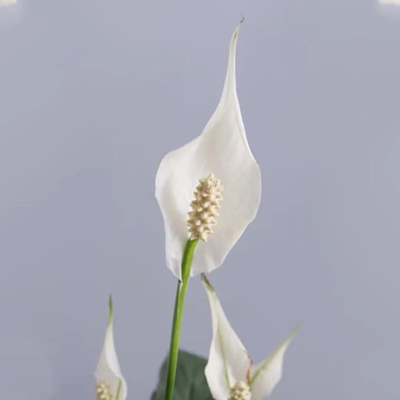 Peace Lily Plant in White Round Box