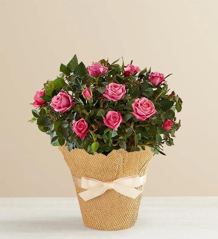 Pink Rose Plant in Jute