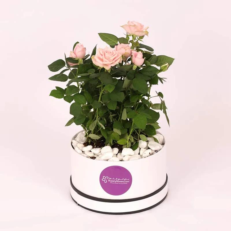 Pink Rose Plant in White Box